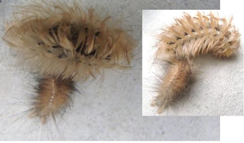 Spilosoma lutea